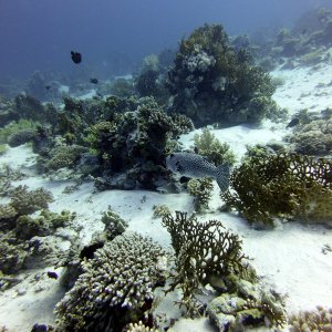 Huge puffer at Gordon Reef