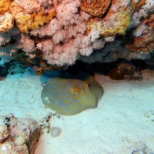 Spotted sting ray at Near Garden
