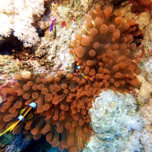 Anemone and clownfish at Near Garden