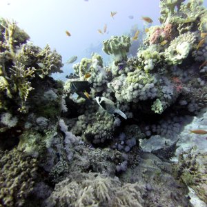 Coral at Near Garden