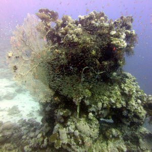 Glassfish at Near Garden