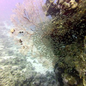 Glassfish at Near Garden