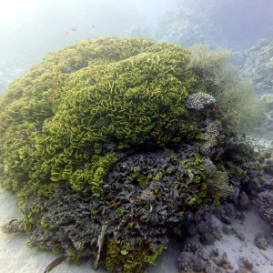 Green coral at Near Garden