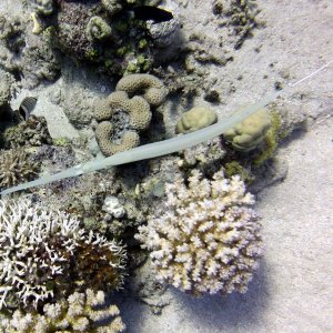 Pipefish at Ras Ghozlani