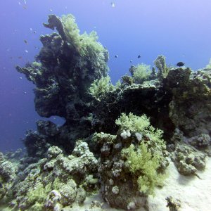 Coral at Ras Ghozlani