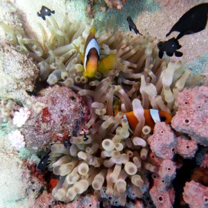 Anemone and clownfish at at Ras Ghozlani