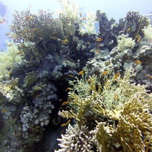 Coral at Ras Ghozlani