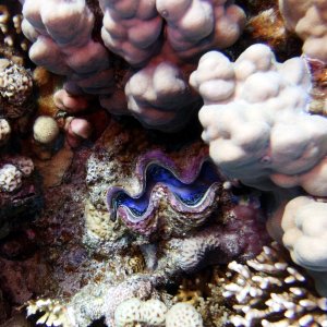 Clam at Ras Ghozlani