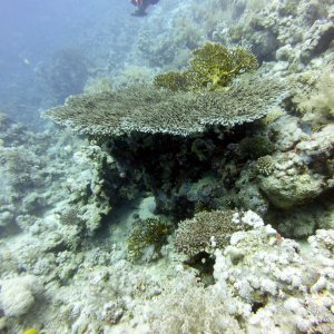 Table coral at Lighthouse Reef