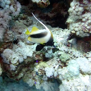 Fish at Lighthouse Reef