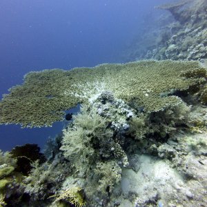 Back side of coral at Lighthouse Reef