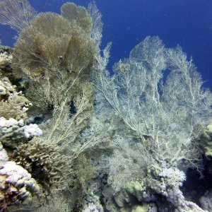 Fan coral at Lighthouse Reef