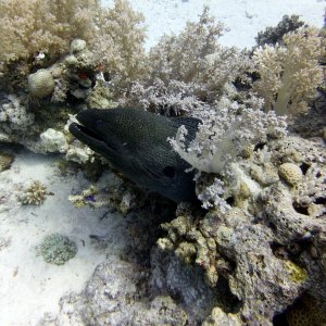 Big ass moray eel at Lighthouse Reef
