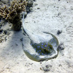 Spotted ray at Lighthouse Reef