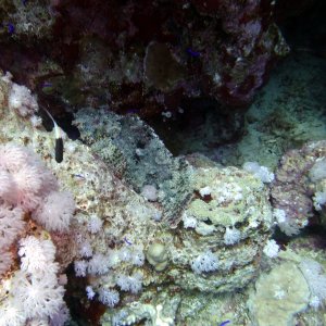 Camouflaged at Ras Umm Sid