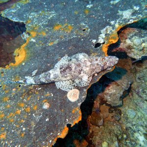 Fish on the Thistlegorm