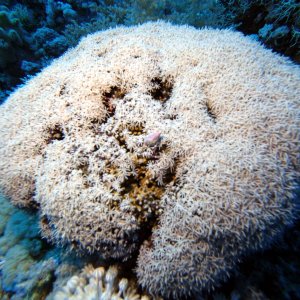 White coral on Shark Reef