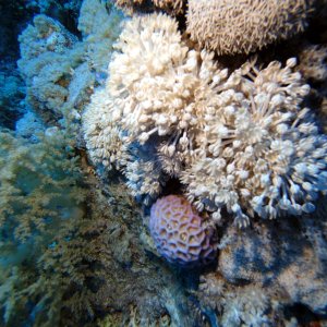 Pulsating coral on Shark Reef
