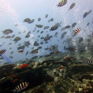 Fishies on the Thistlegorm