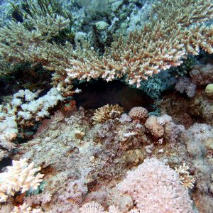 Eel hiding under table coral at Shark Reef