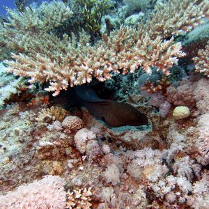 Eel on Shark Reef