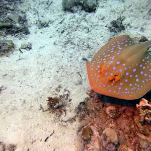 Spotted ray at Shark Reef
