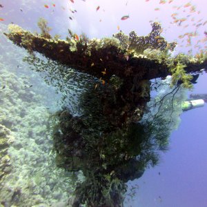 Glassfish hiding under table coral at Ras Zat'ar