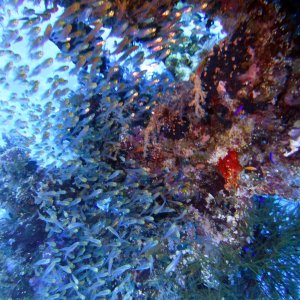 Glassfish at Ras Zat'ar