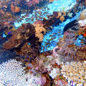 Glassfish at Ras Zat'ar