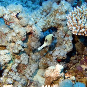 Masked puffer at Ras Umm Sid