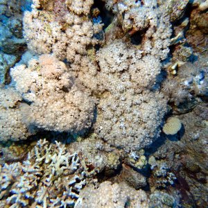 Pulsating coral at Ras Umm Sid