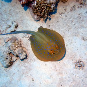 Spotted ray at Ras Umm Sid