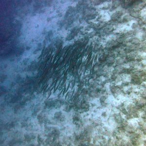 Stacked barracuda at Ras Umm Sid