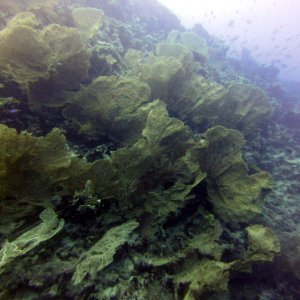 Gorgonias at Ras Umm Sid