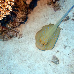 Spotted ray at Ras Umm Sid