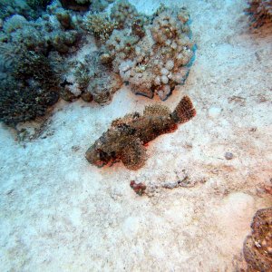 Frogfish? at Ras Umm Sid