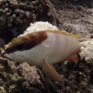 PB100396 blacktip grouper.png