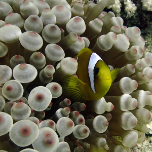 PB090229 Red Sea anemonefish front (Large).png