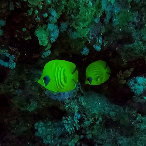 bluecheek butterflyfish.png