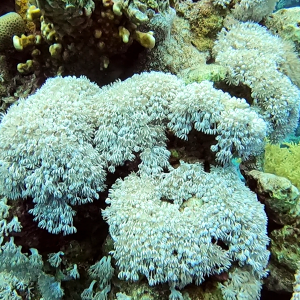 white soft corals xeniidae .png