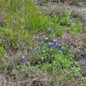 Bluebonnets