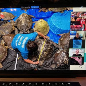 2 (April) - Turtle Cold Snap Recovery