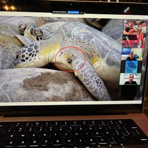 3 (April) - Turtle Tagging