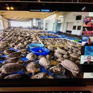 4 (April) - Turtle Sleepover