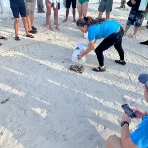 Hermit crab races