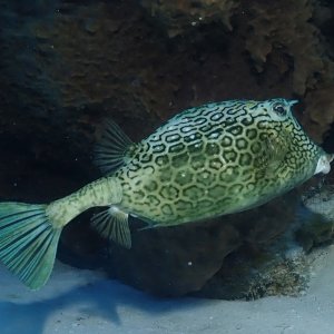Cowfish