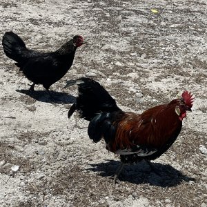 Cayman Bwak