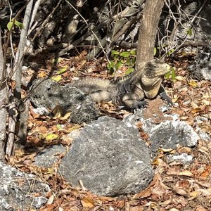 Local resident