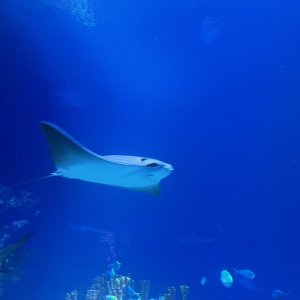 Ray