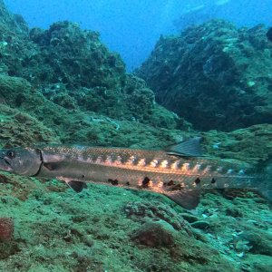 Barracuda on Stetson